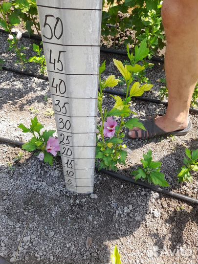 Гибискус древовидный