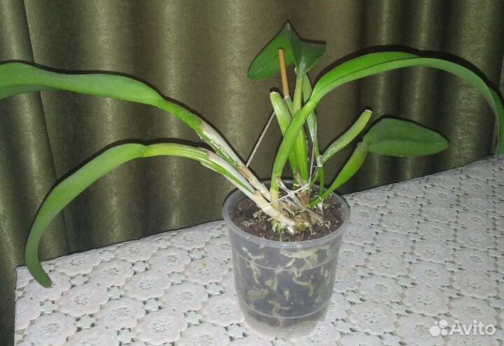 Орхидеи (каттлея, дендробиум)