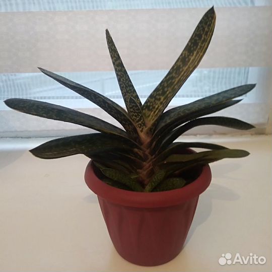 Цветы и растения