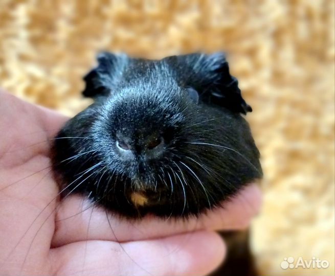 Девчушка морская свинка, пестрая