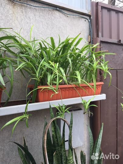 Цветы комнатные