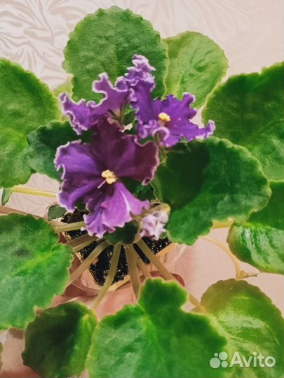 Сортовые фиалки