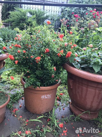 Гранат декоративный