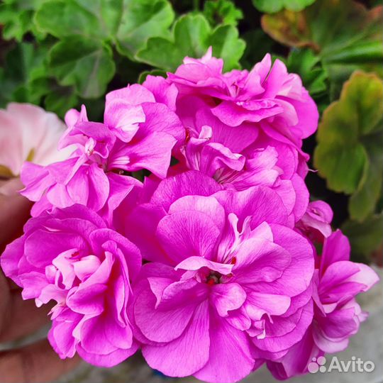 Пеларгония сортовая