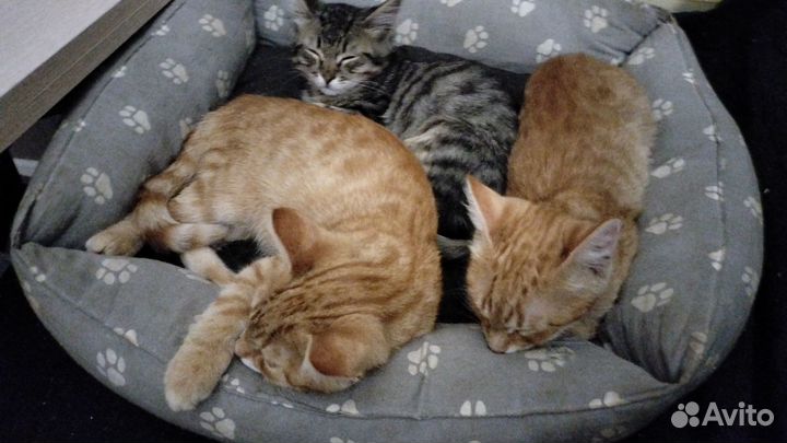 Маленький медвеженок в дар