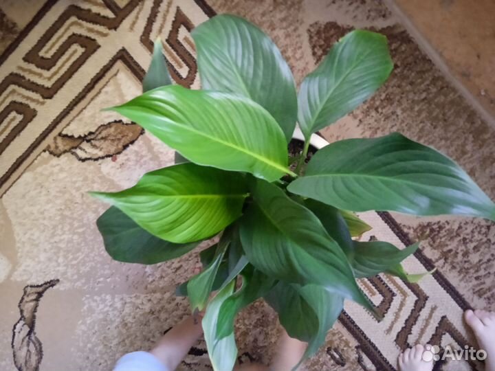 Спатифиллум