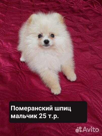 Щенки померанского шпица белые и кремовые