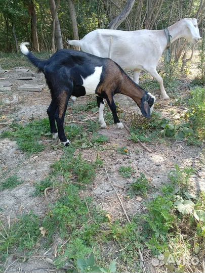 Козлики 100 (англо-нубийский каморе ) 21 р