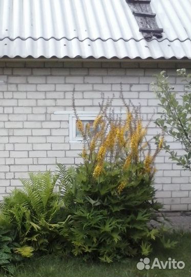 Бузульник Пржевальского, ирис сибирский, хоста