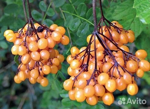 Калина обыкновенная