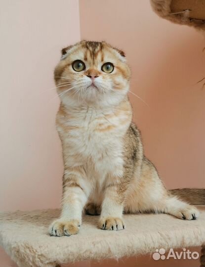 Красотка в золотистой шубке