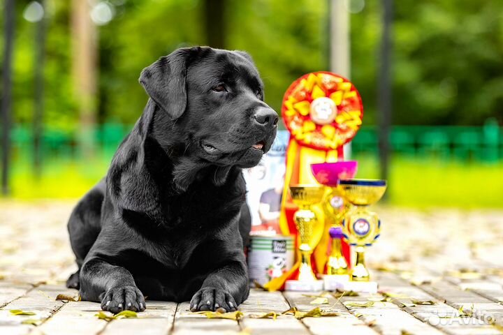 Услуги Хендлера (подготовка собак к выставкам)