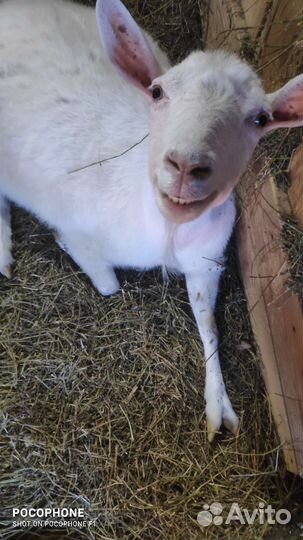 Козье молоко