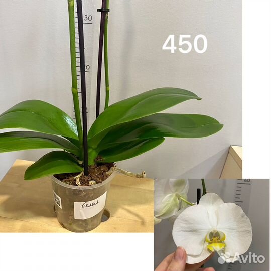 Орхидея Фаленопсис 2