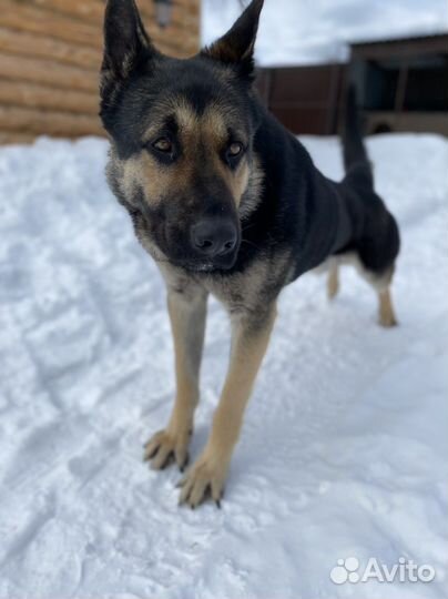 Восточно европейская овчарка вео кобель вязка
