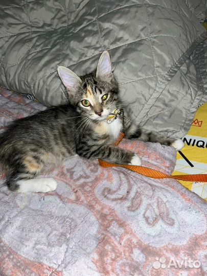 Кошечка в добрые руки