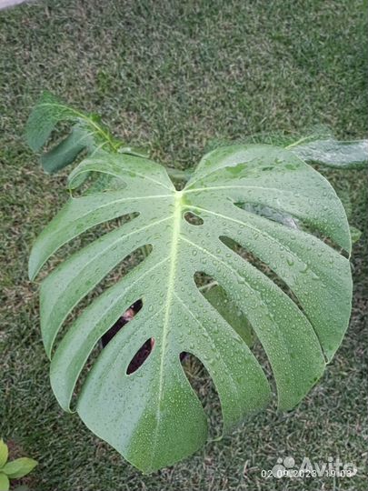 Монстера делициоза