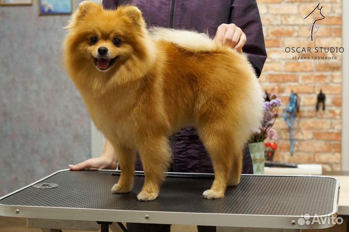 Курсы груминга