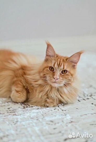 Вязка кошки мейн-кун