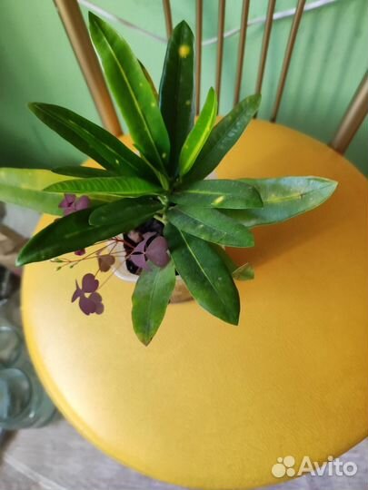 Кротоны, ктенанта.книфофия. выскочка, педилантус