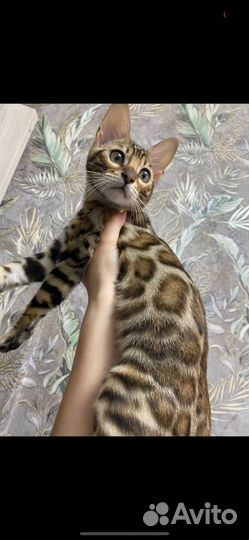 Бенгальская кошка