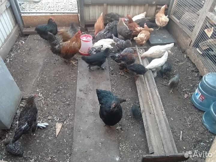 Продаются куры
