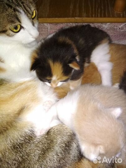 Котята красивые в добрые руки