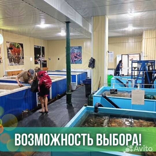 Сет Гребешок морской на 2х из живых гребешков