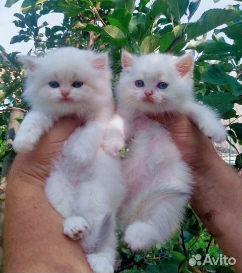 Поинтовая золотая тикированная шиншилла