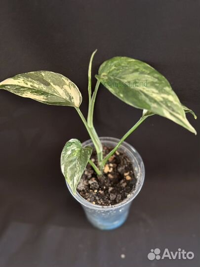 Эпипремнумы, сциндапсусы