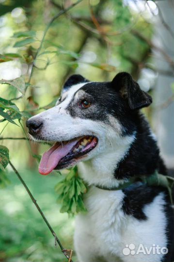 Нюра, несчастная собака. Помогите ей