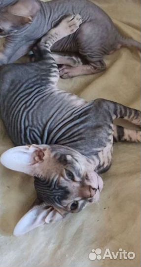 Донской сфинкс кошечка