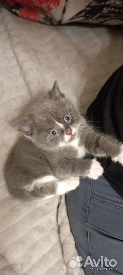 Отдам котёнка в хорошие руки