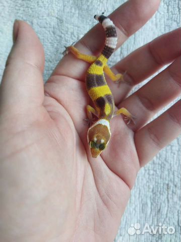 Змеи гекконы маисы удавы отправки