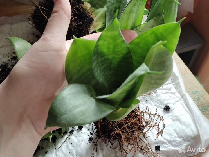 Сансевиерия ханни