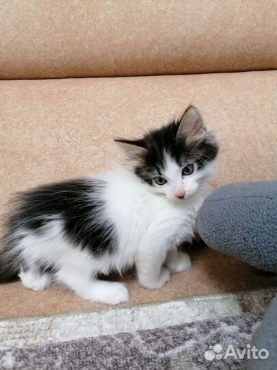 Подарю котят в добрые руки