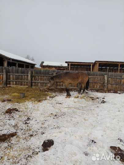 Продам жеребца