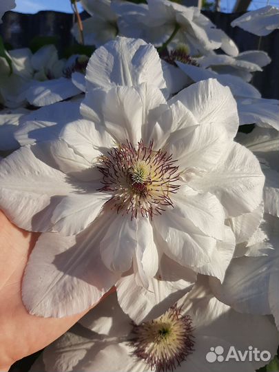 Цветы для оформления клумбы