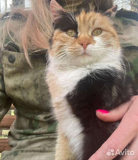 Кошечка Мурыся, отдадим в добрые руки