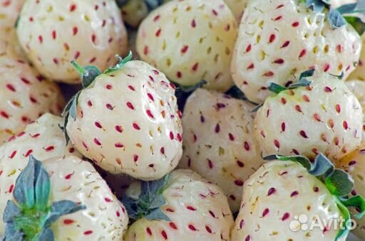 Рассада разных сортов клубники и ежевики