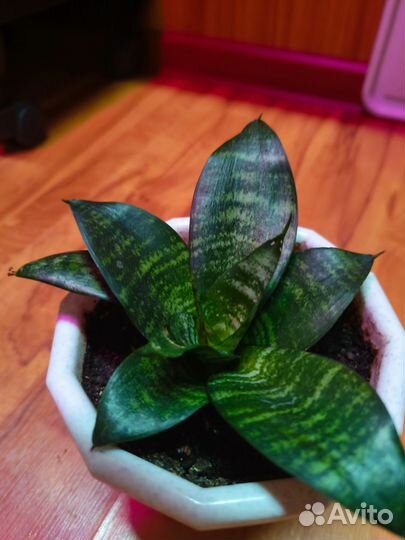 Сансевиерия цветочные кашпо горшки