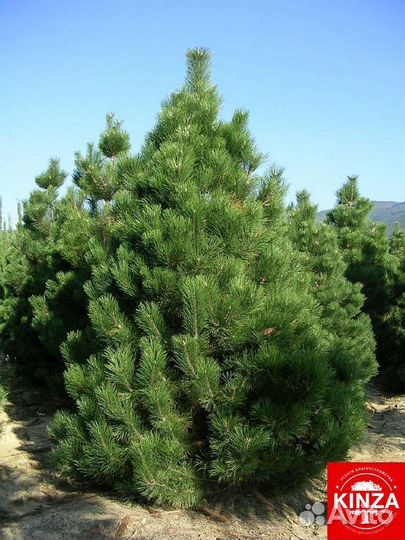 Сосна обыкновенная и другие растения