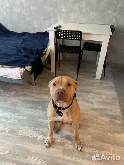 Питбультерьер