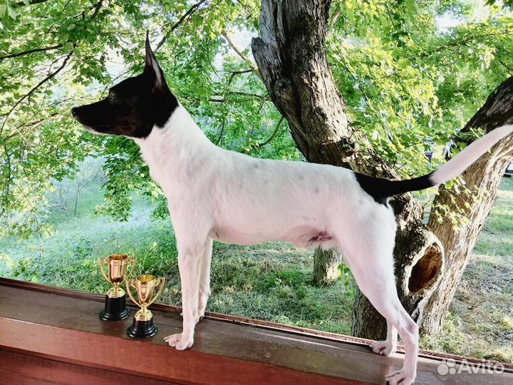 Щенки американского Той-Фокс терьера с документами