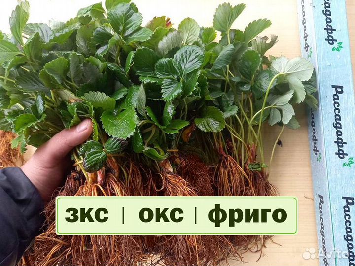 Рассада клубники. Оптом