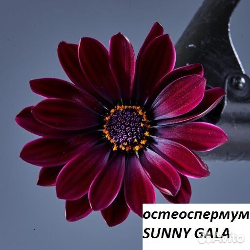 Рассада цветов