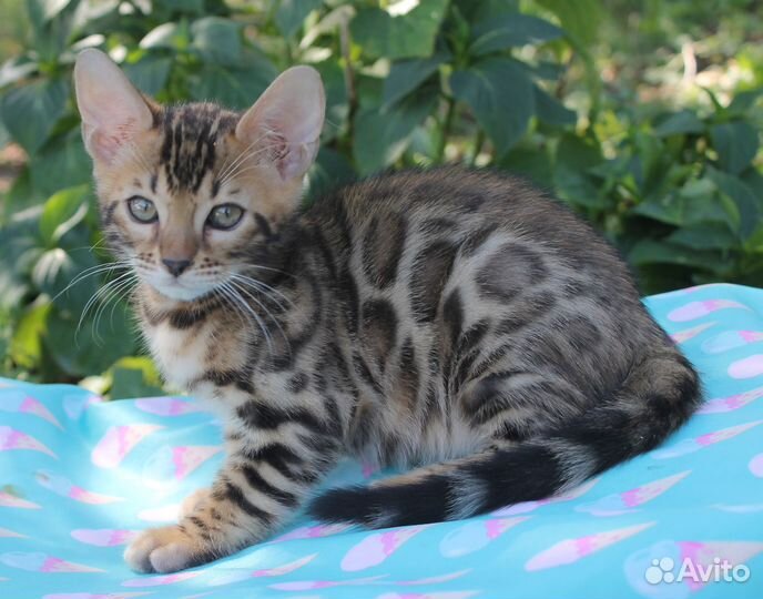 Бенгальские котята