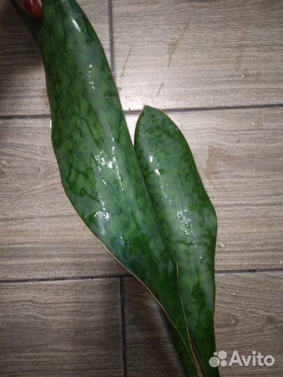 Сансевиерии сортовые (коллекционные)