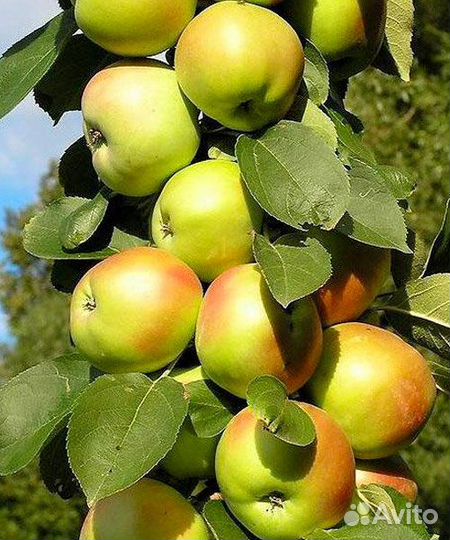 Саженцы яблони