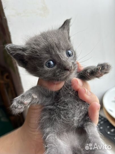 Котята помесь